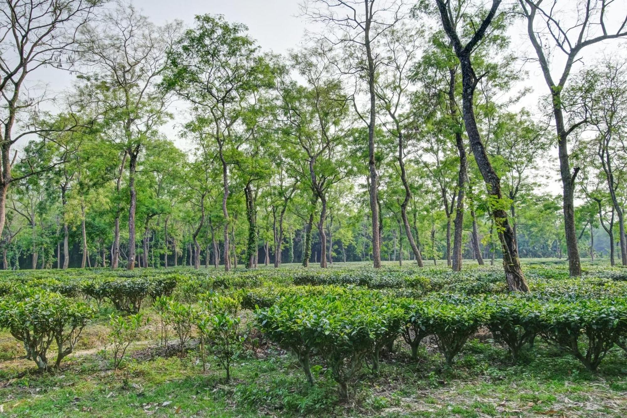 Hotel O Heritage Nest Resort Kazirnga Kāziranga 외부 사진